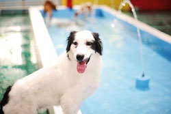 doggy day care in nashville