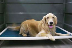 doggy daycare in nashville