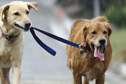 dog daycare in nashville