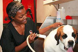 dog daycare in nashville tennessee