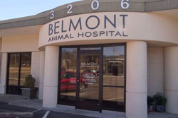 belmont animal hospital pet friendly nashville veterinarian