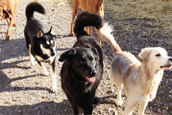 dog day care in nashville